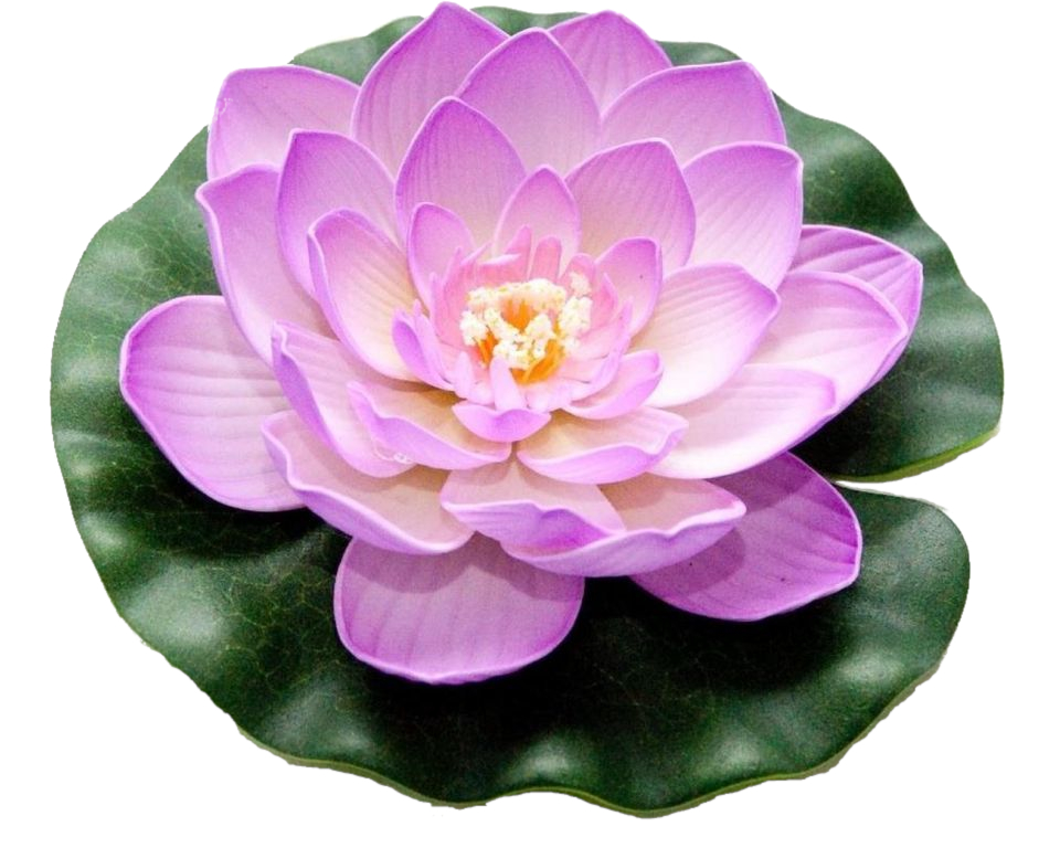 Velda Drijvende Vijverplant Lotus Roze 20 cm