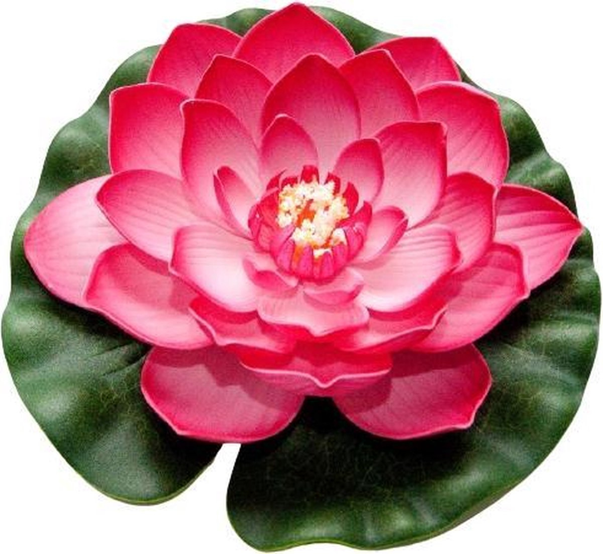 Velda Drijvende Vijverplant Lotus Fuchsia 20 cm