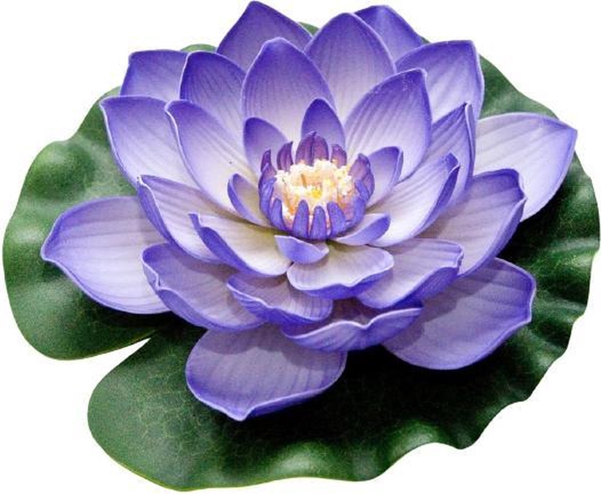 Velda Drijvende Vijverplant Lotus Paars 20 cm