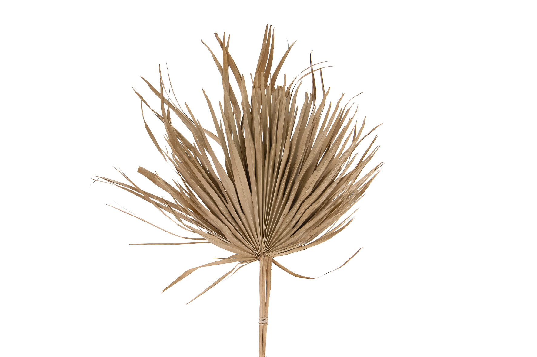 Dijk Natural Collections Palm Blad 75 cm 5 Stuks