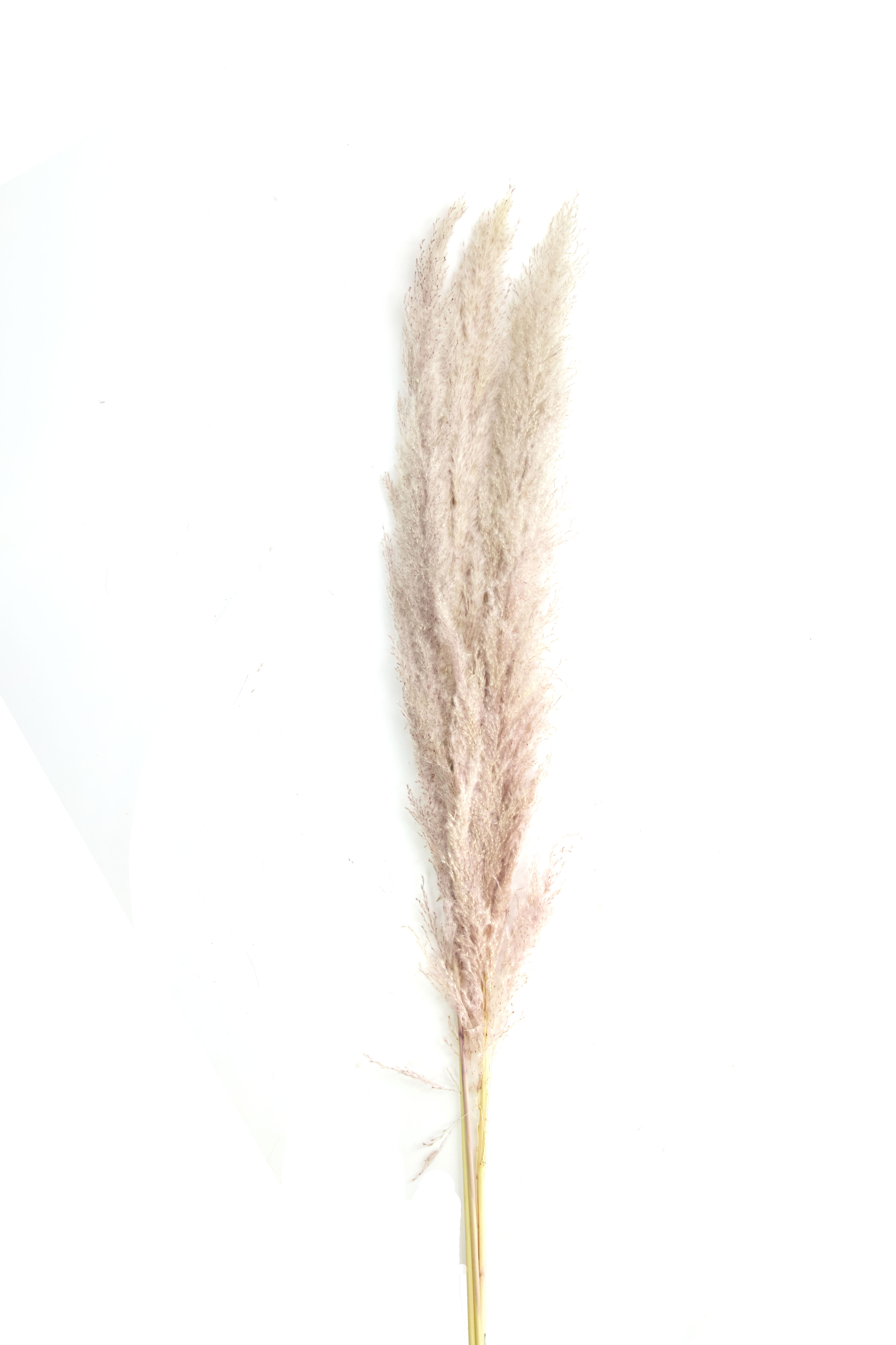 Afbeelding Pampas pluimen | Pampas gras naturel | Pampasgras | 3 stuks 150 cm door Haxo.nl