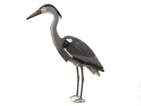 Not specified Reiger 72cm