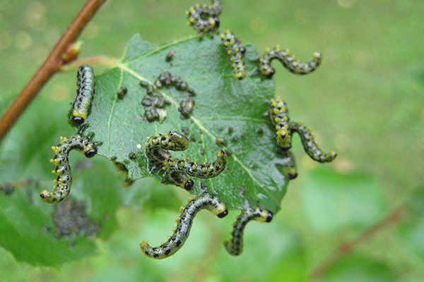 Afbeelding Ecostyle Aaltjes tegen larven bladwesp 60m2 door Haxo.nl