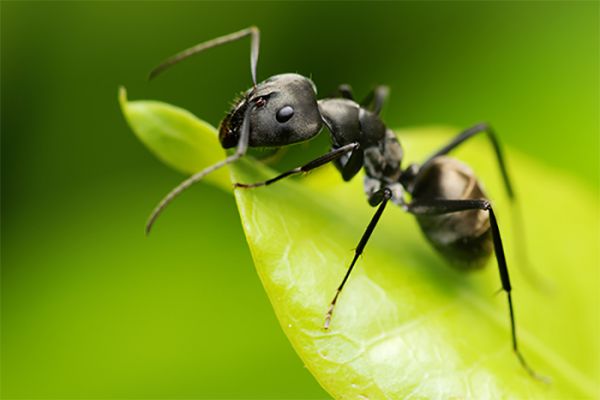 Ecostyle Aaltjes tegen mieren 10m2/5nest