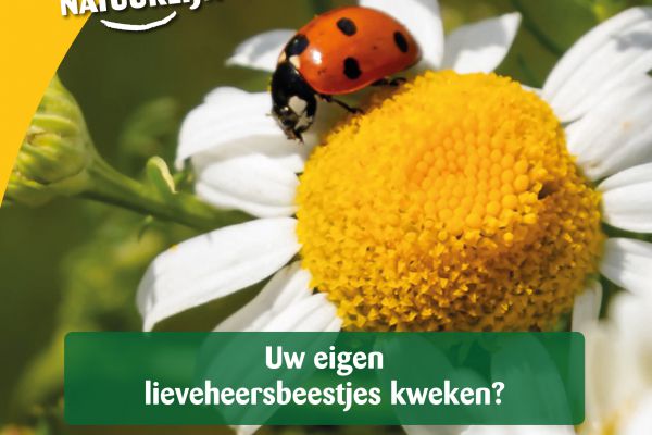 Afbeelding Ecostyle Lieveheersbeestjes Boerderij Kweekset door Haxo.nl