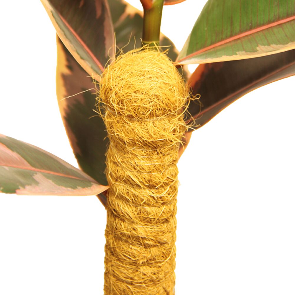 Meuwissen Kokos Plantstok 80 cm