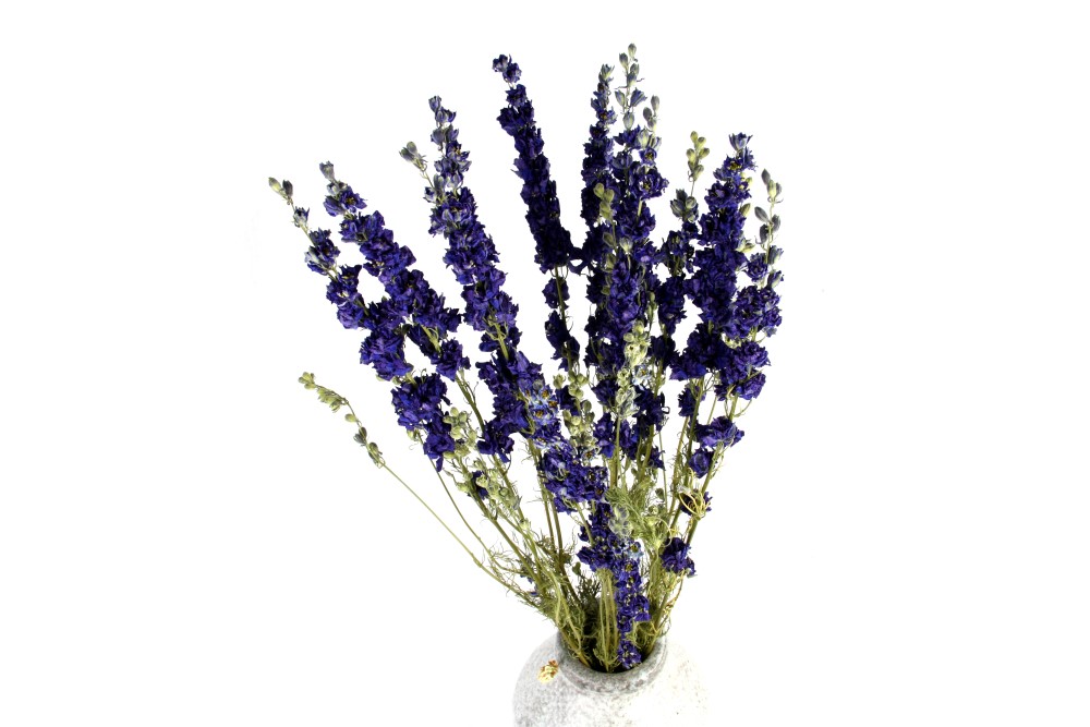 Droogbloemen boeket Delphinium - Blue