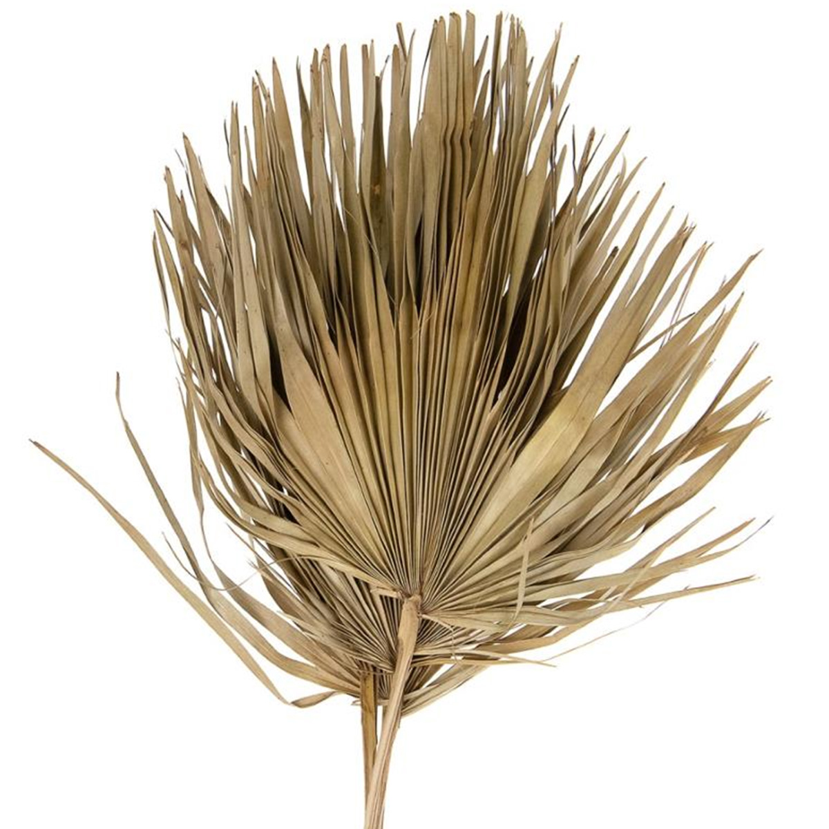 Dijk Natural Collections Sun Fan Spear Cut 5 Stuks | Palm Bladeren