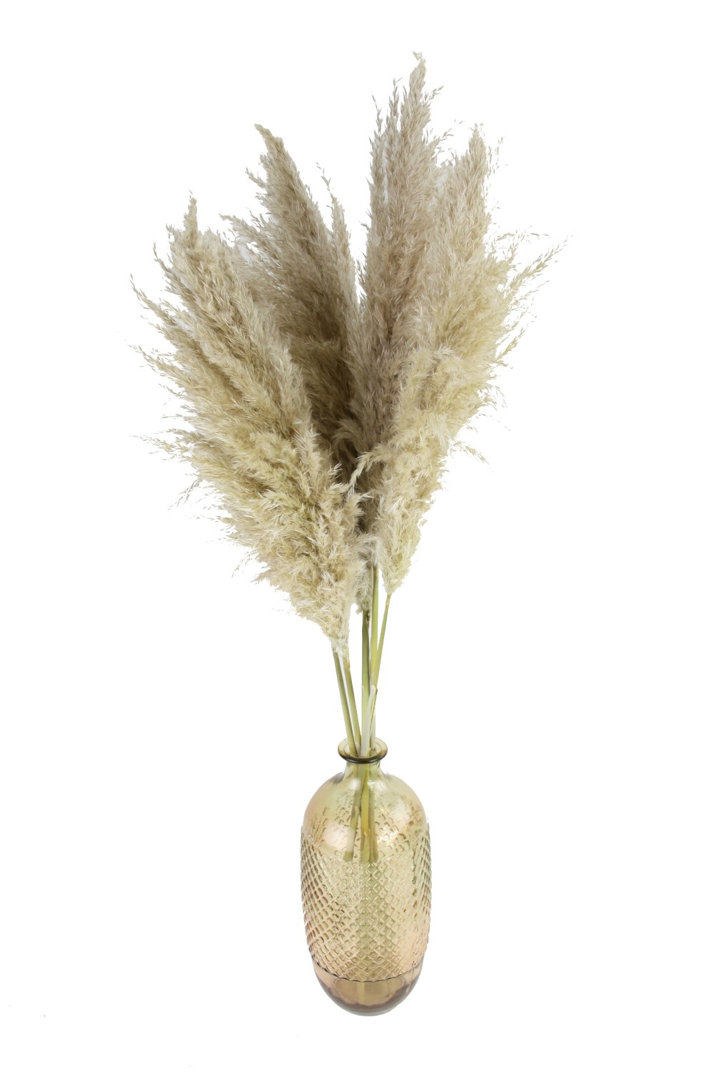 Pampas Pluimen Vers | Pampasgras 100cm 5 Stuks