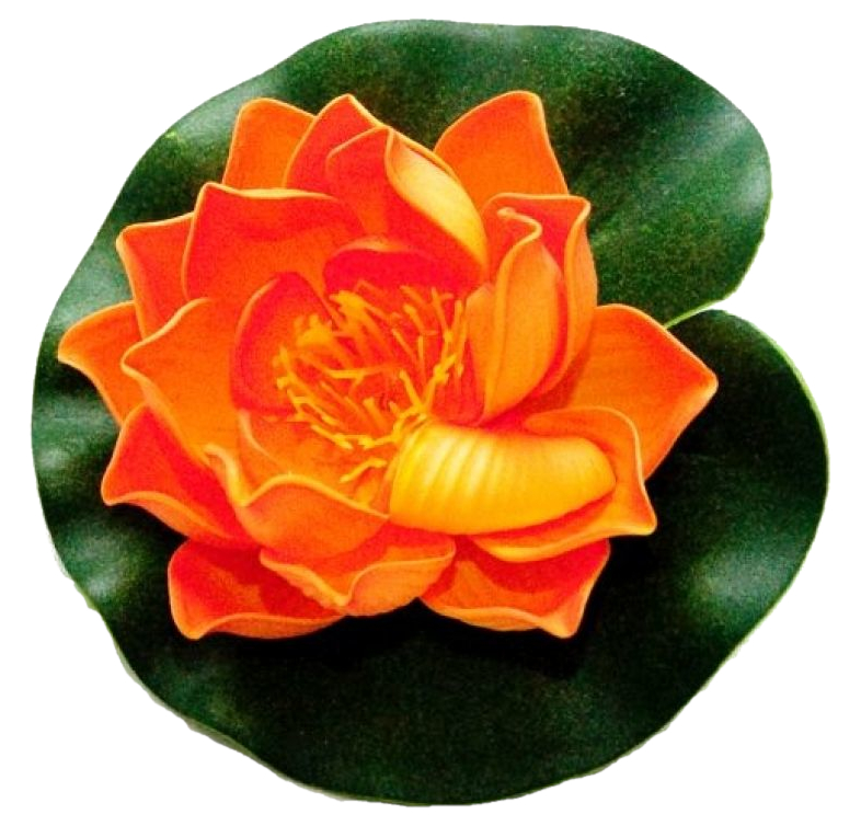 Afbeelding Velda Drijvende Vijverplant Lotus Oranje 10 cm door Haxo.nl