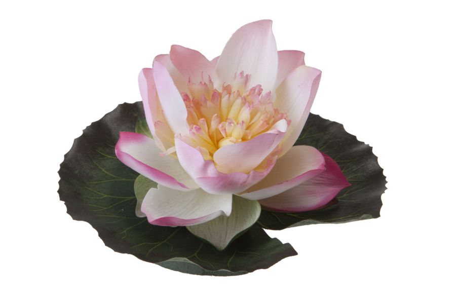 Velda Drijvende Vijverplant Lotus Roze 17 cm