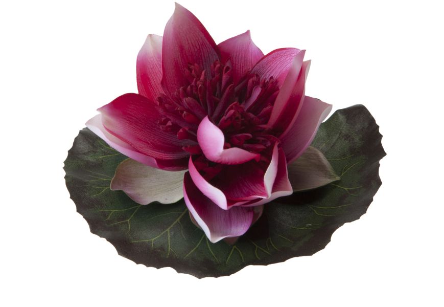 Velda Drijvende Vijverplant Lotus Fuchsia 15 cm