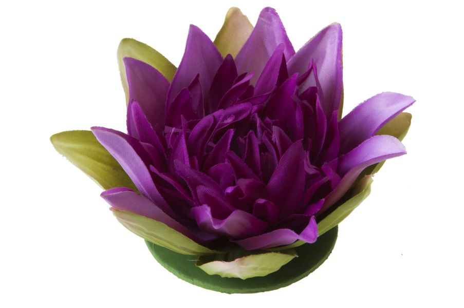 Velda Drijvende Vijverplant Lotus Paars 13 cm