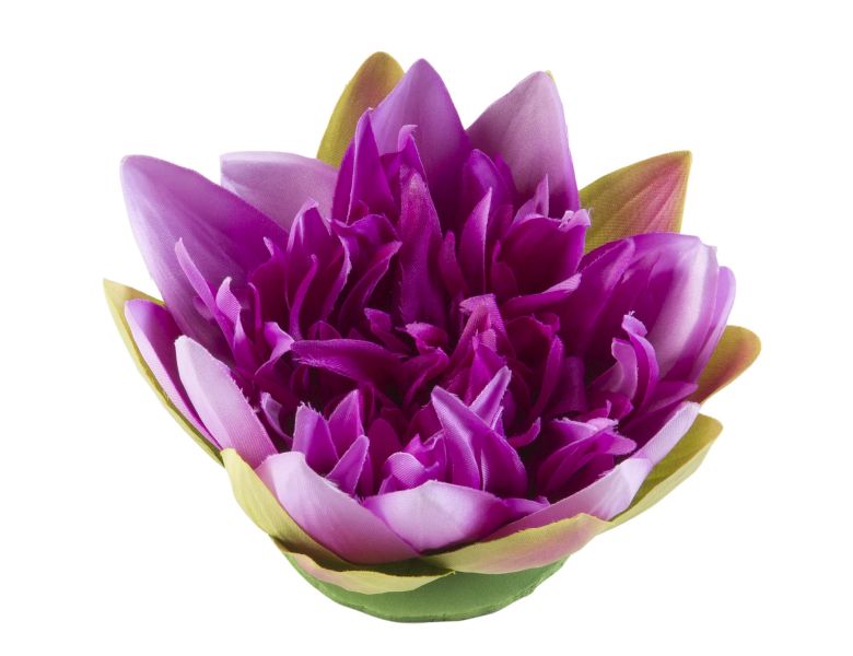 Velda Drijvende Vijverplant Lotus Paars 17 cm