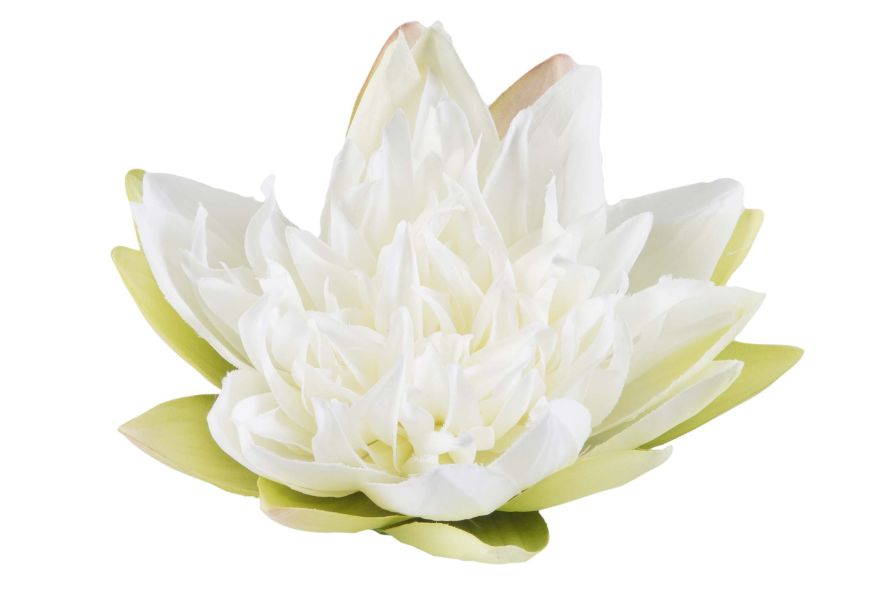 Velda Drijvende Vijverplant Lotus Wit 17 cm