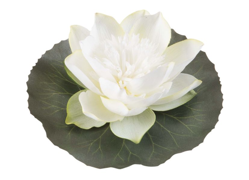 Velda Drijvende Vijverplant Lotus Wit 15 cm