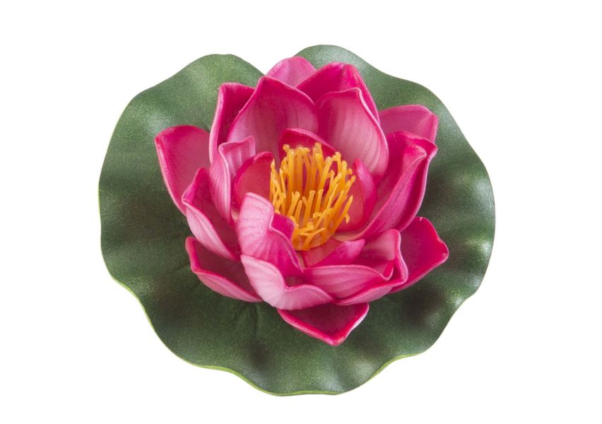 Velda Drijvende Vijverplant Lotus Fuchsia 10 cm