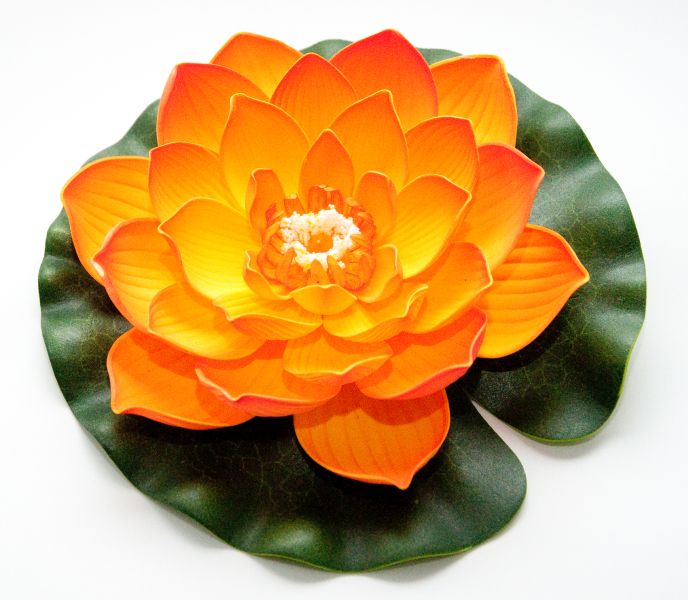 Afbeelding Velda Drijvende Vijverplant Lotus Oranje 20 cm door Haxo.nl