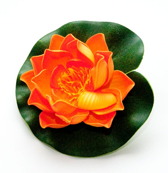 Afbeelding Velda Drijvende Vijverplant Lotus Oranje 10 cm door Haxo.nl