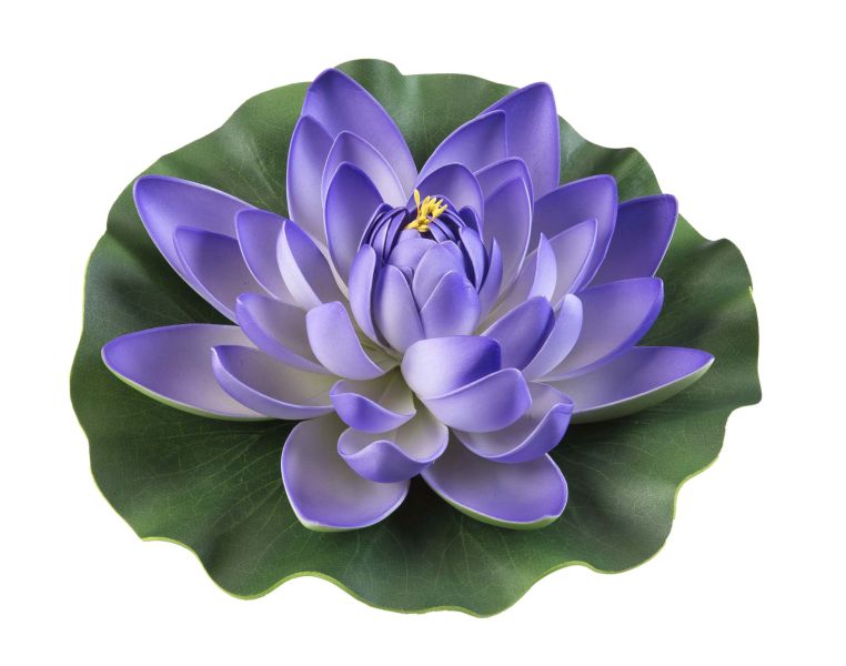 Velda Drijvende Vijverplant Lotus Paars 28 cm