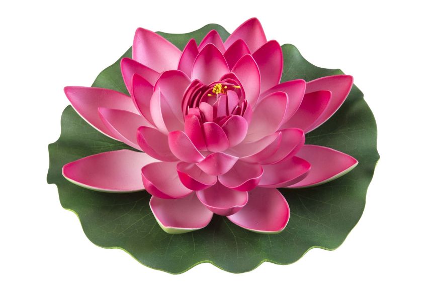 Velda Drijvende Vijverplant Lotus Roze 28 cm